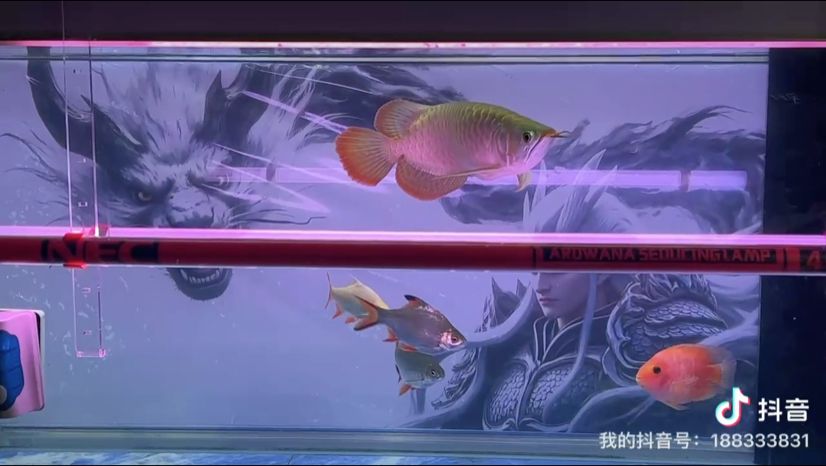 聽曲賞賞魚