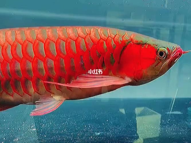 給我一些綠皮紅龍魚發色案例