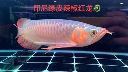 給我一些綠皮紅龍魚發色案例