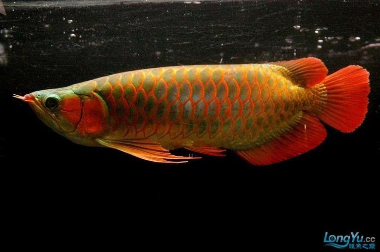 給我一些綠皮紅龍魚發色案例