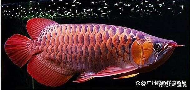 給我一些綠皮紅龍魚發色案例