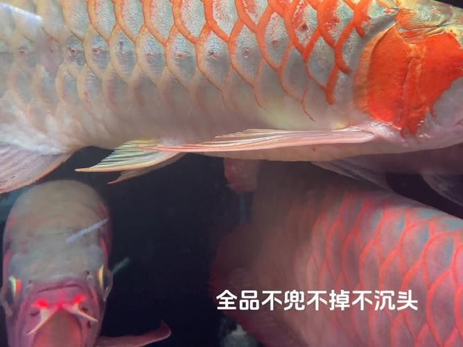 給我一些綠皮紅龍魚發色案例