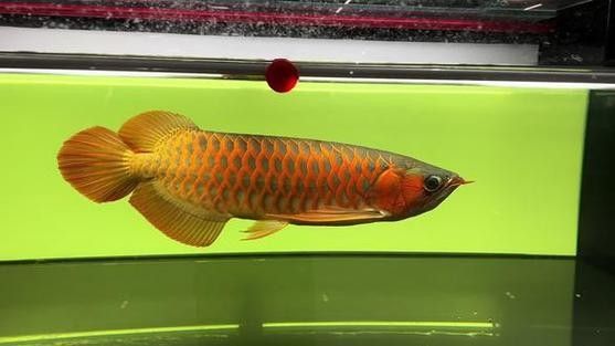 給我一些綠皮紅龍魚發色案例