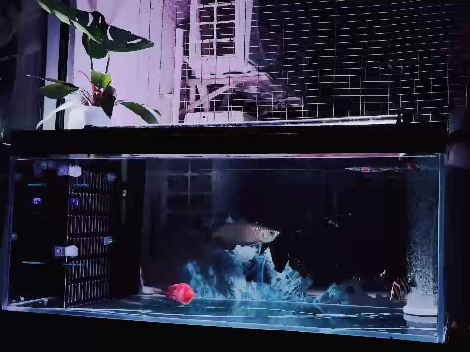 ??（深海探險：揭開海洋生物的神秘面紗） ??（深海探險：揭開海洋生物的神秘面紗） 龍魚論壇