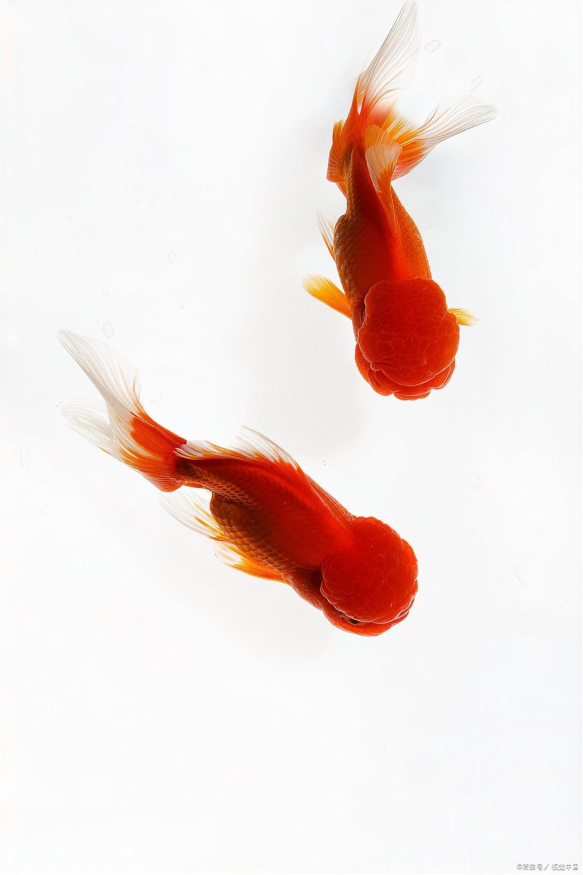 金龍魚在低溫下會死亡嗎？（金龍魚冬天不加溫能活嗎）