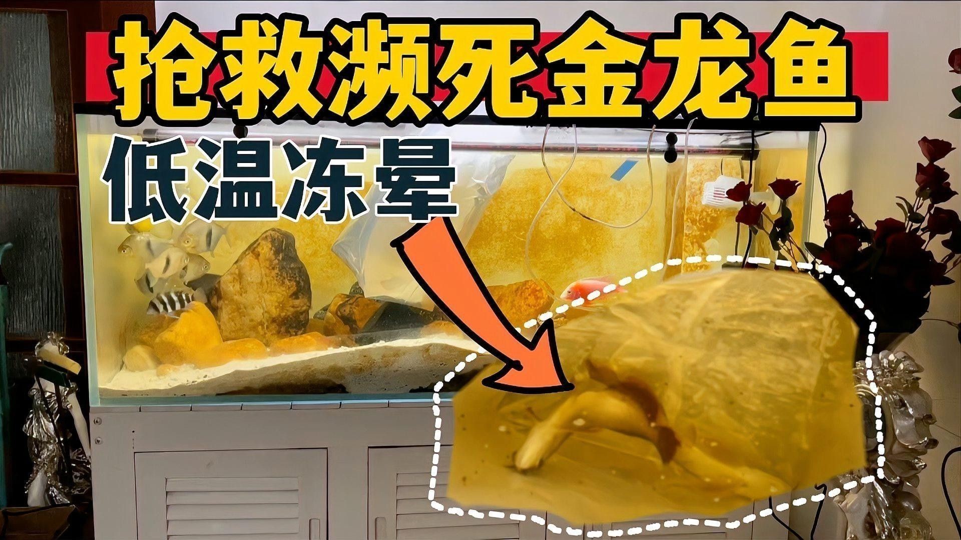 金龍魚在低溫下會死亡嗎？（金龍魚冬天不加溫能活嗎）