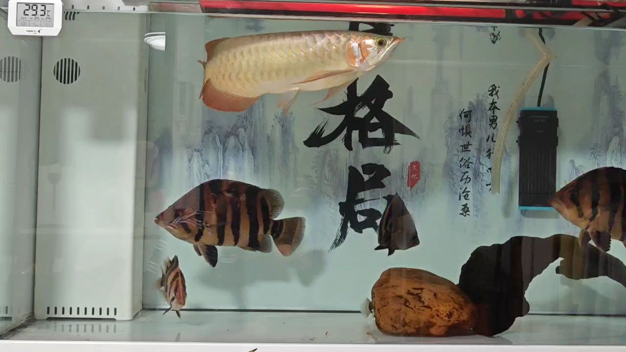 換水中~（換水對魚缸生態(tài)的影響）