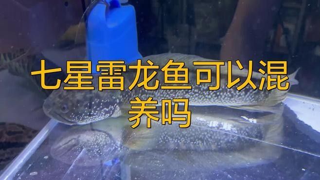 有哪些適合混養(yǎng)的雷龍魚(yú)品種？（適合混養(yǎng)的雷龍魚(yú)）