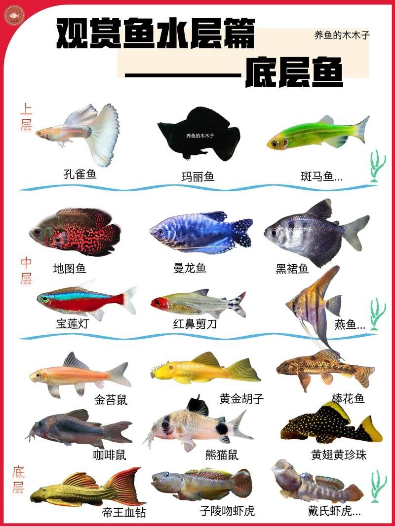 如何選擇適合混養的底層魚？（如何選擇適合混養的底層魚）