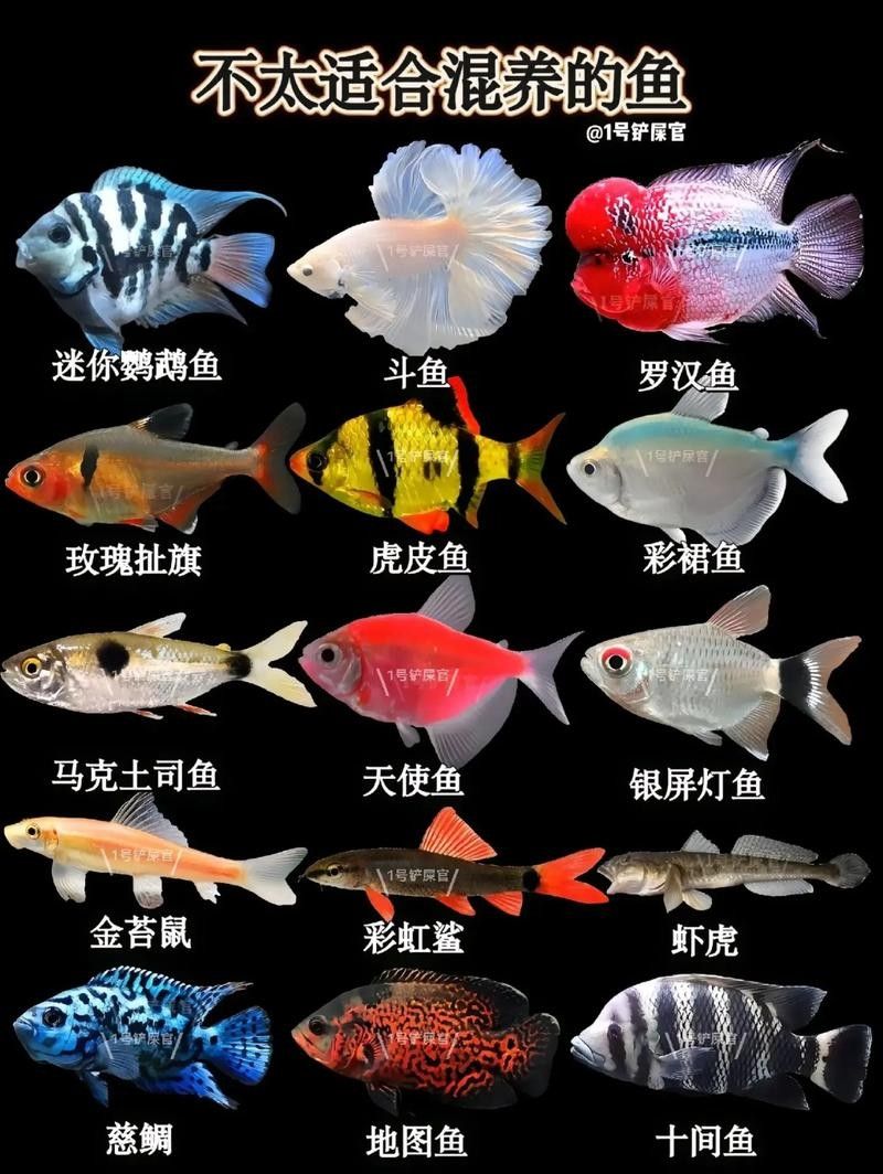 如何選擇適合混養的底層魚？（如何選擇適合混養的底層魚）