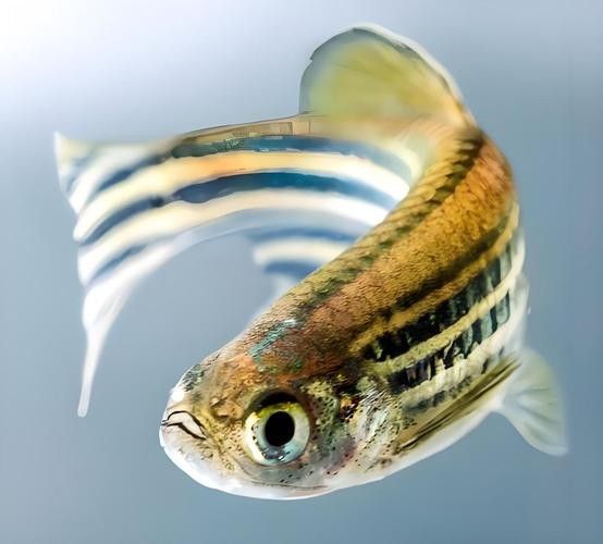 如何選擇適合混養的底層魚？（如何選擇適合混養的底層魚）