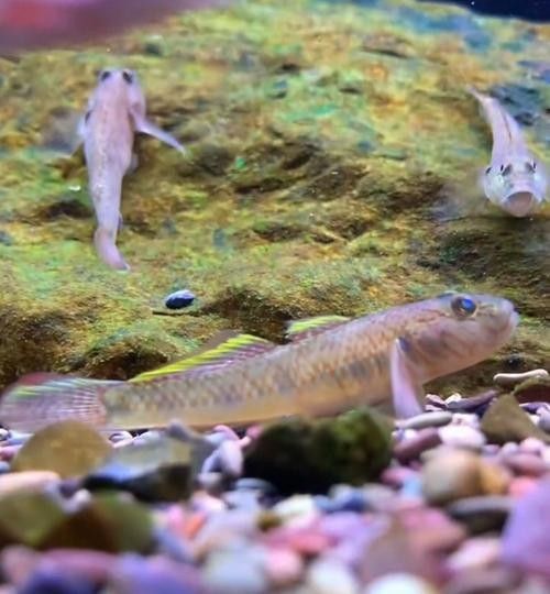如何選擇適合混養的底層魚？（如何選擇適合混養的底層魚）
