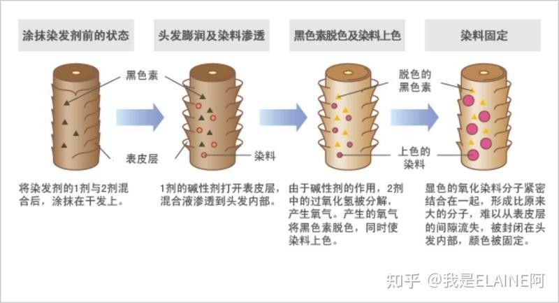 使用發色增艷劑后多久見效（發色增艷劑使用時間） 使用發色增艷劑后多久見效（發色增艷劑使用時間） 龍魚百科 第2張