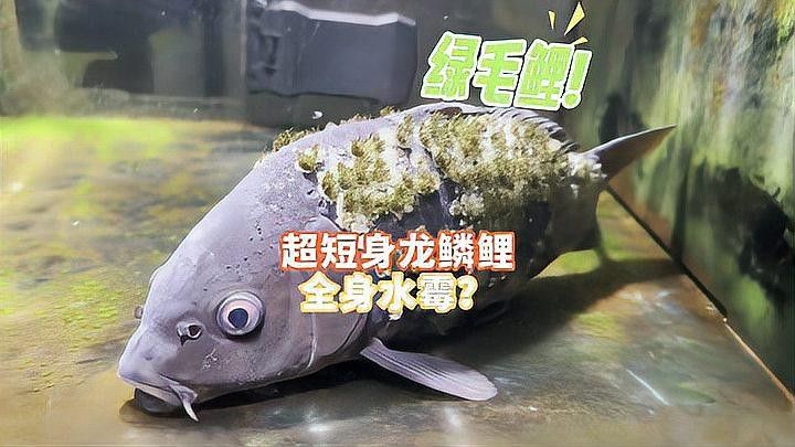 龍頭魚身掛件保養方法（龍頭魚身掛件保養方法介紹龍頭魚身掛件保養方法）
