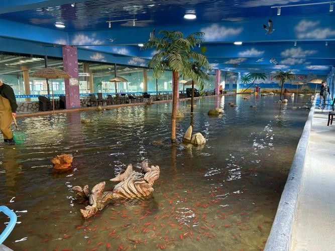 達茂旗哪個水族館龍魚好？祥龍魚場龍魚（廣州達茂旗哪個水族館的龍魚性價比最高達茂旗哪個水族館） 達茂旗哪個水族館龍魚好？祥龍魚場龍魚（廣州達茂旗哪個水族館的龍魚性價比最高達茂旗哪個水族館） 龍魚百科 第2張