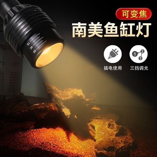 雷龍魚造景需要哪些燈具？（雷龍魚造景燈具選擇）