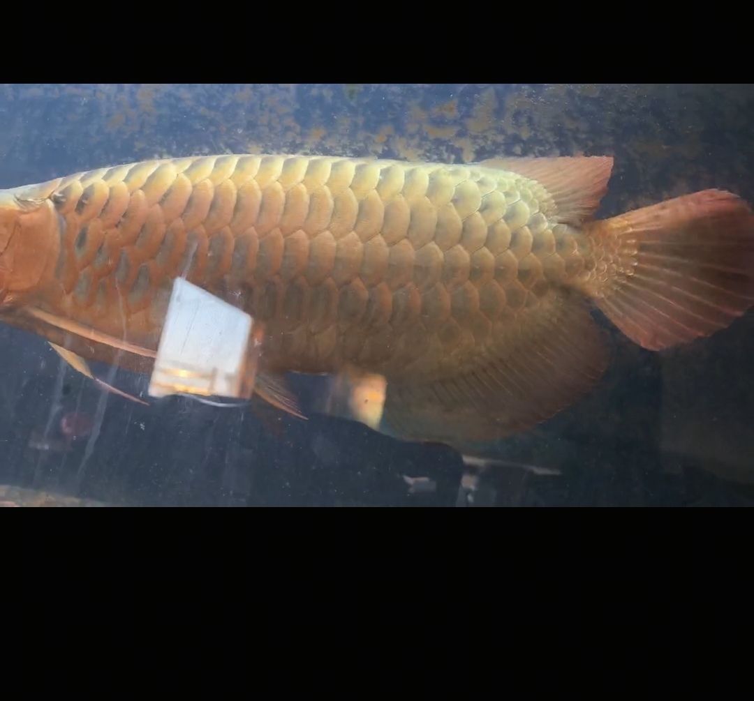 大撿漏過背極品龍魚低價出售（大撿漏過背極品龍魚）