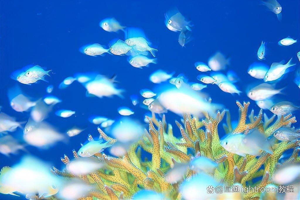 如何拍攝椒鹽龍魚的高清圖片（拍攝椒鹽龍魚的高清圖片需要一些技巧和設備和設備）