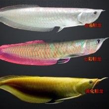 龍魚魚苗的價格是多少？（20-30公分龍魚飼養技巧與注意事項）