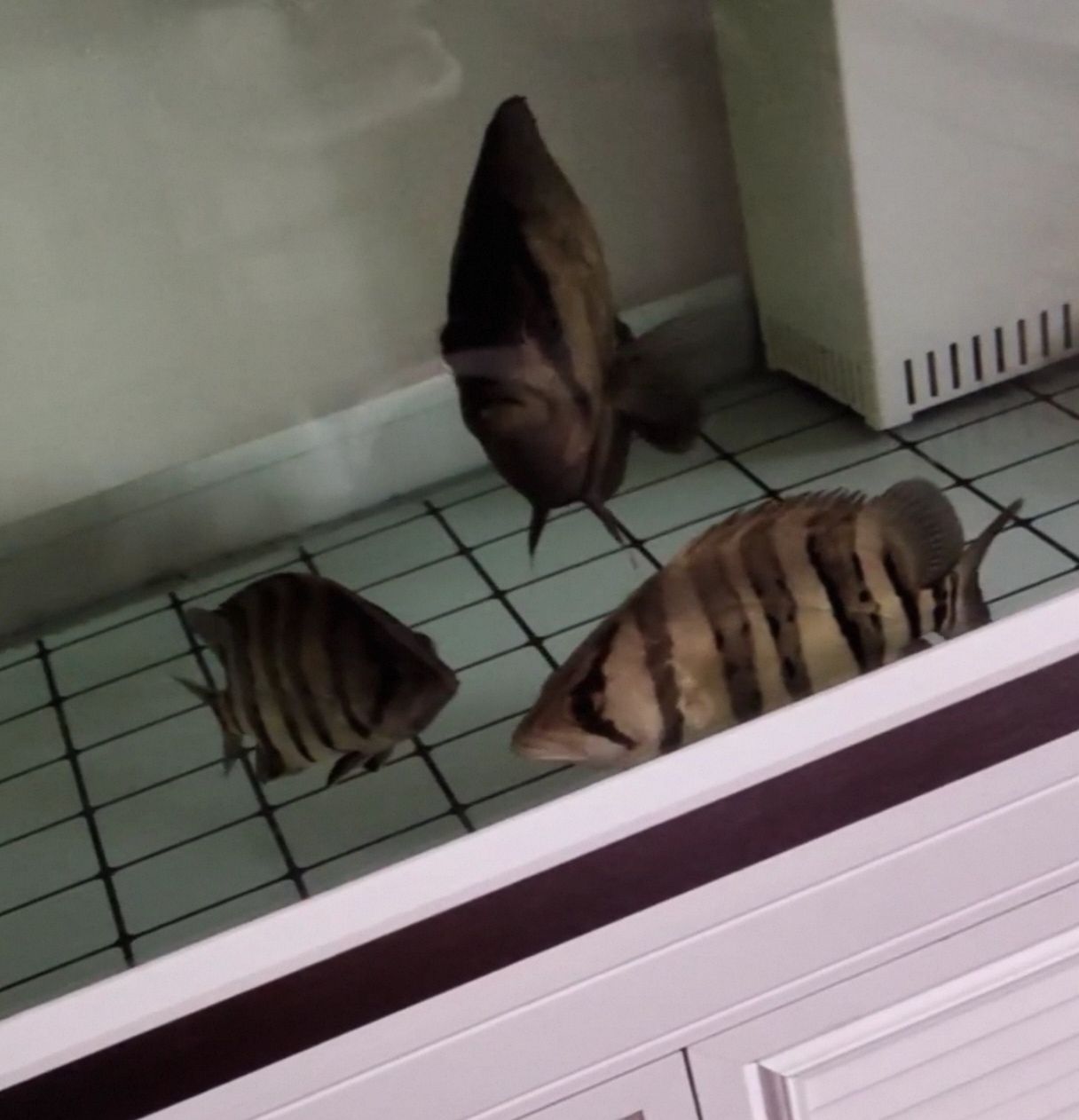 幫忙看下這個虎魚能值多少？（如何判斷虎魚的價值）
