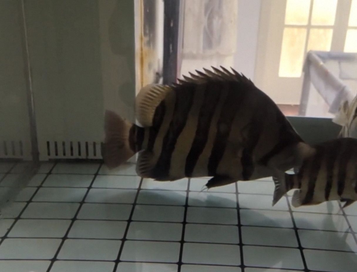 幫忙看下這個虎魚能值多少？（如何判斷虎魚的價值）