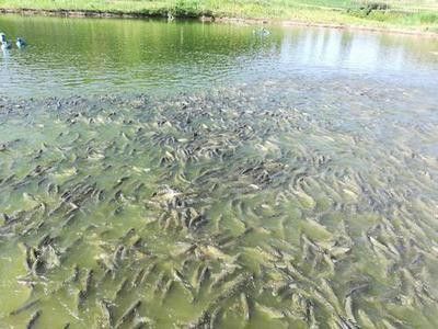 黑食魚和龍魚混養需要多大的魚缸（食魚和龍魚混養的魚缸大小取決于多種因素）
