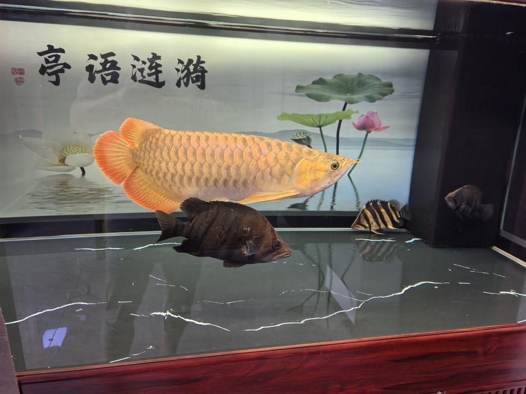 堅持愛好（堅持愛好的力量）