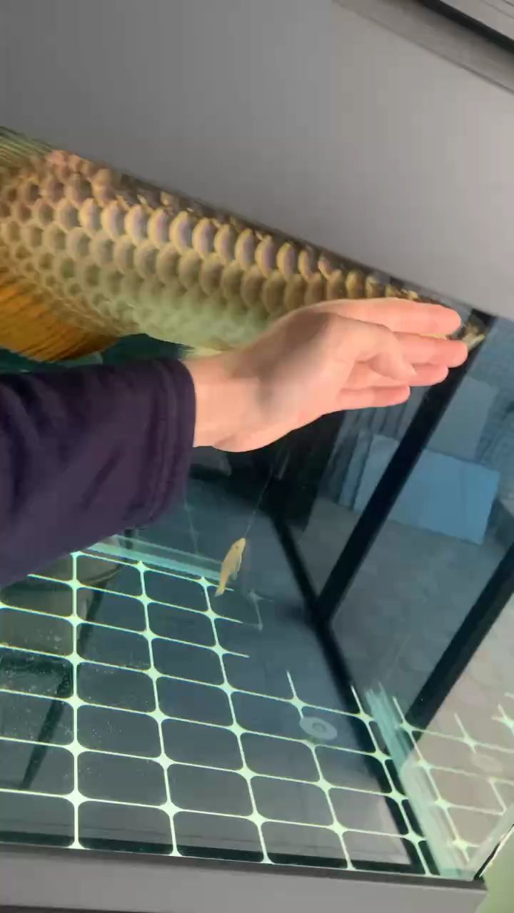 金龍（中國文化寶庫中的璀璨）