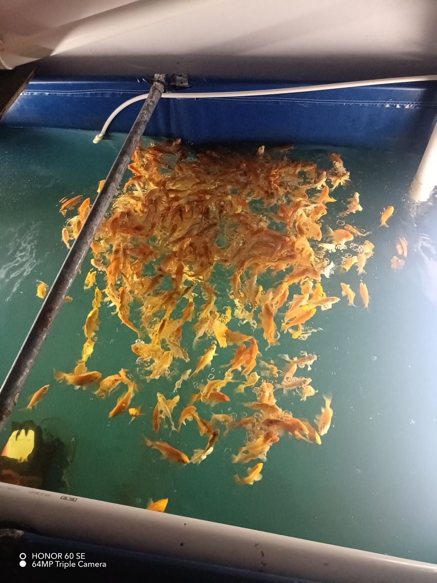 紅色蝴蝶鯉接批（紅色蝴蝶鯉接批是一種常見的觀賞魚，適<strong><mark>合作</mark></strong>為家庭寵物飼養者）