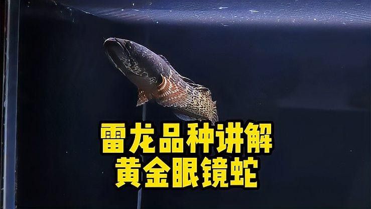黃金眼鏡蛇雷龍魚有哪些品種（養(yǎng)魚說，新手養(yǎng)雷龍魚哪些品種值得一試）