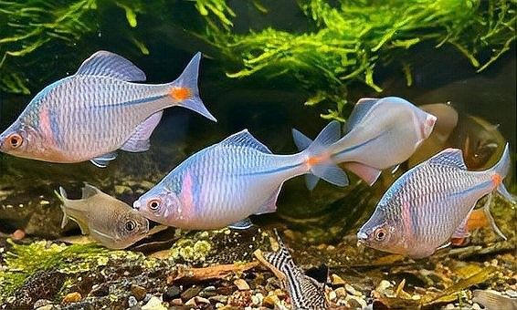 如何自制黑鱗龍魚植物性飼料？（如何自制黑鱗龍魚植物性飼料）