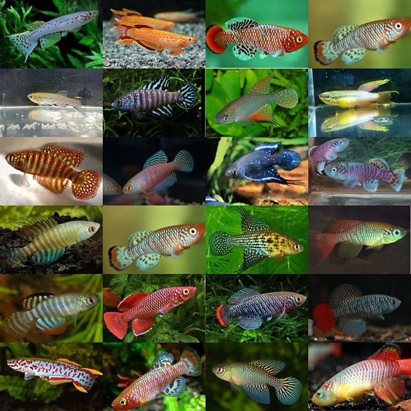 深海紅龍魚的最佳煎制溫度是多少（深海紅龍魚的最佳煎制溫度）