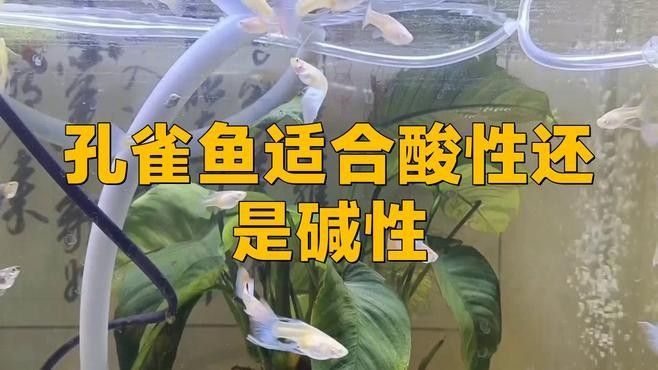 孔雀龍魚(yú)繁殖注意事項(xiàng)（\