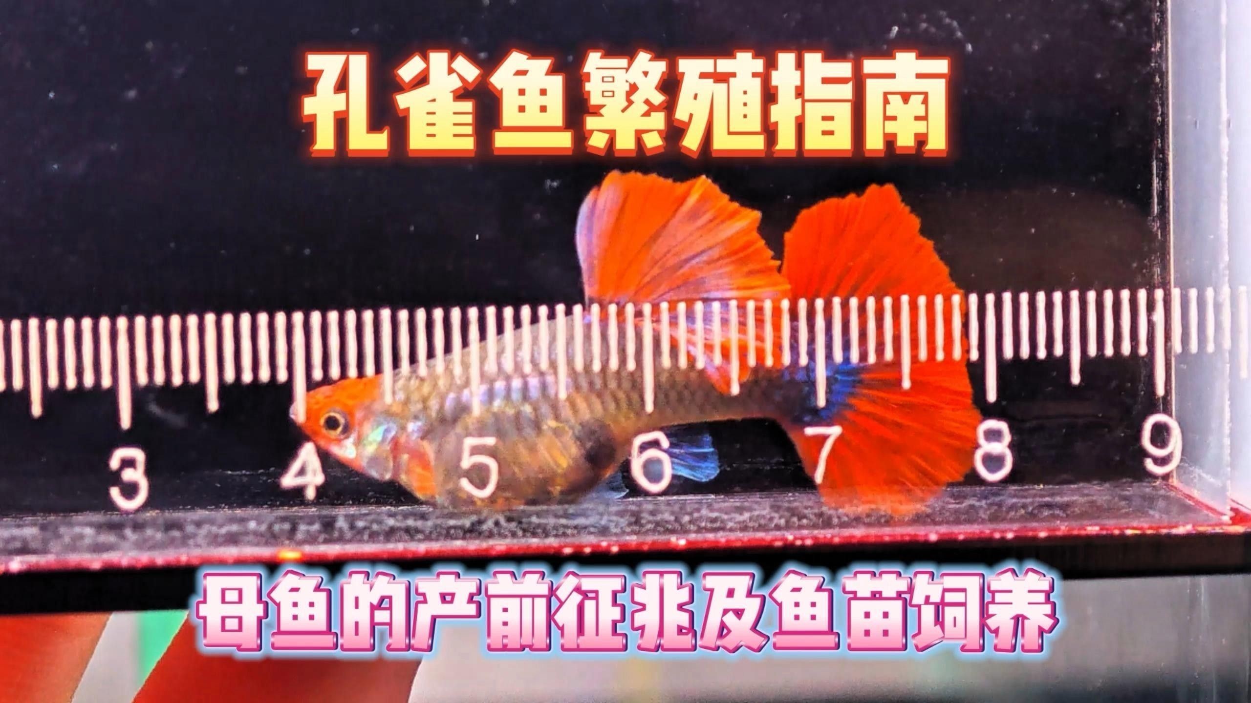 孔雀龍魚繁殖注意事項（\
