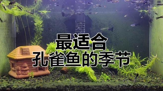 孔雀龍魚繁殖注意事項（\