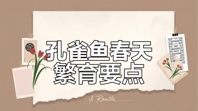 孔雀龍魚繁殖注意事項（\