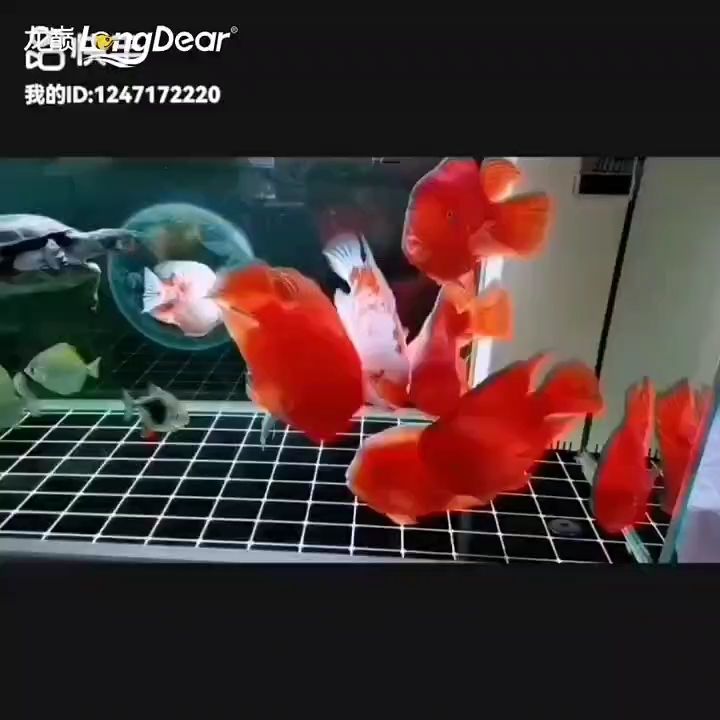 事事順遂，會越來越好，南無阿彌陀佛??????（南無阿彌陀佛是一句極為重要的祈愿語）