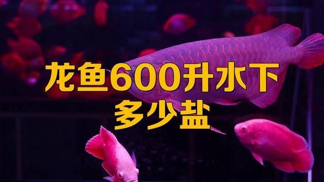 龍魚換水時(shí)需要放鹽嗎？（萌寵之樂龍魚換水頻率與量如何掌握從三分之一到九分之一到九分之一）
