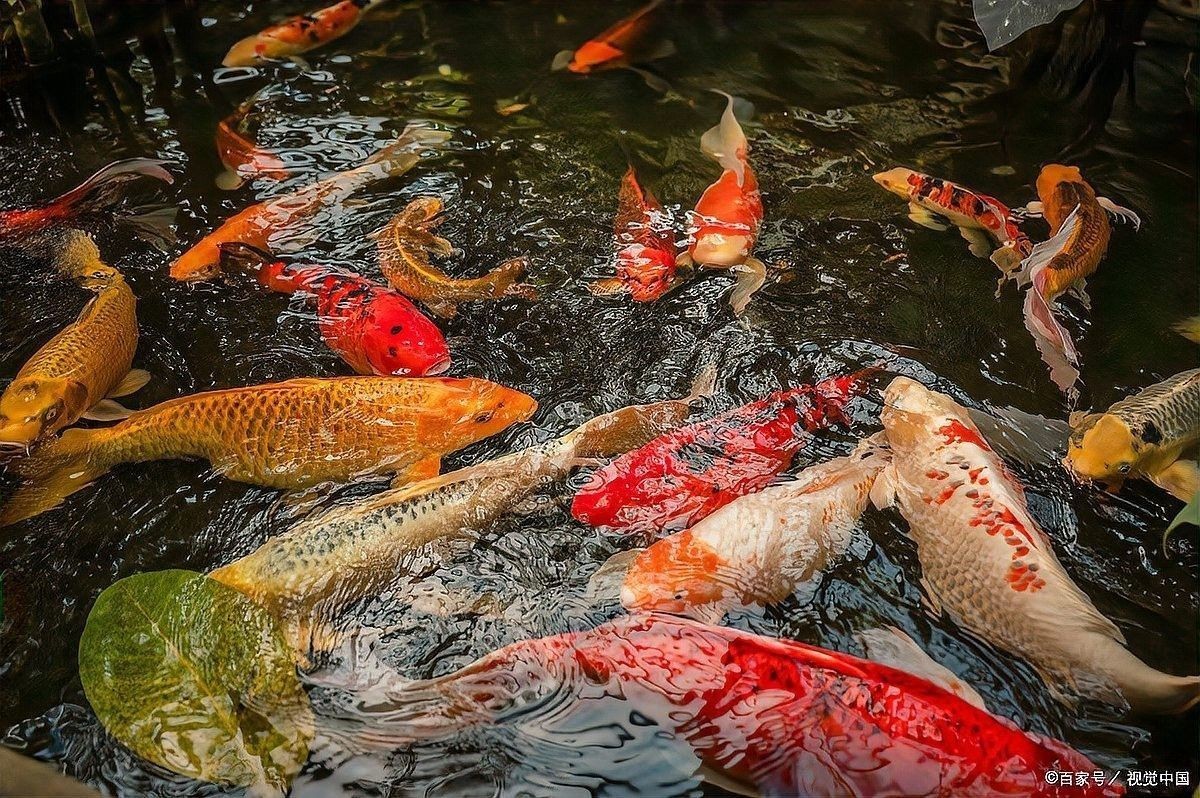 龍魚換水時(shí)需要放鹽嗎？（萌寵之樂龍魚換水頻率與量如何掌握從三分之一到九分之一到九分之一）