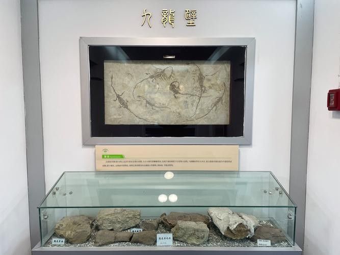 如何搜索更多龍魚圖片？（如何搜索更多龍魚圖片）