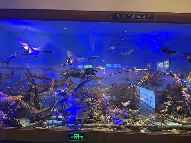 如何搜索更多龍魚圖片？（如何搜索更多龍魚圖片）