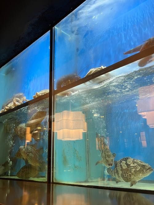 如何搜索更多龍魚圖片？（如何搜索更多龍魚圖片）