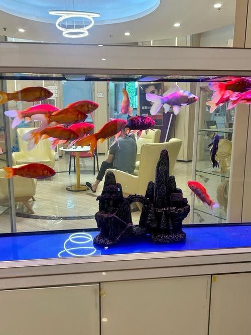 如何搜索更多龍魚圖片？（如何搜索更多龍魚圖片）