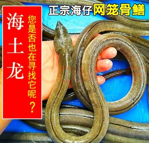 土龍魚的價格是多少？（土龍魚：一種營養豐富的淡水魚類,探尋其燉煮之道城市轉動）