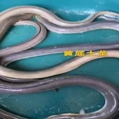 土龍魚的價格是多少？（土龍魚：一種營養豐富的淡水魚類,探尋其燉煮之道城市轉動）
