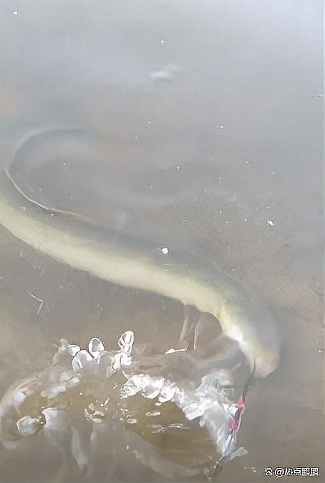 土龍魚的價格是多少？（土龍魚：一種營養豐富的淡水魚類,探尋其燉煮之道城市轉動）