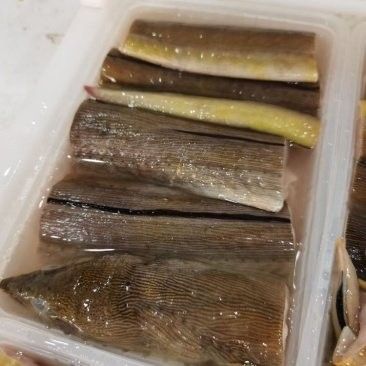 土龍魚的價格是多少？（土龍魚：一種營養豐富的淡水魚類,探尋其燉煮之道城市轉動）