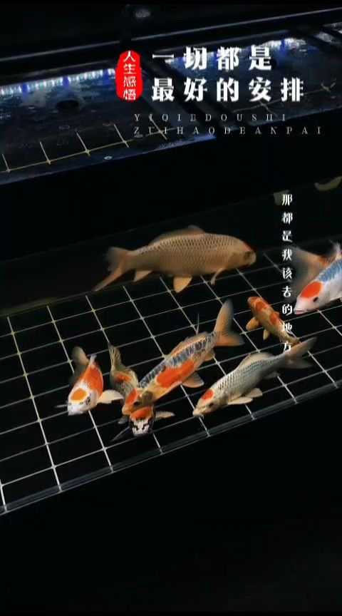 打卡（打卡文化的興起背景）