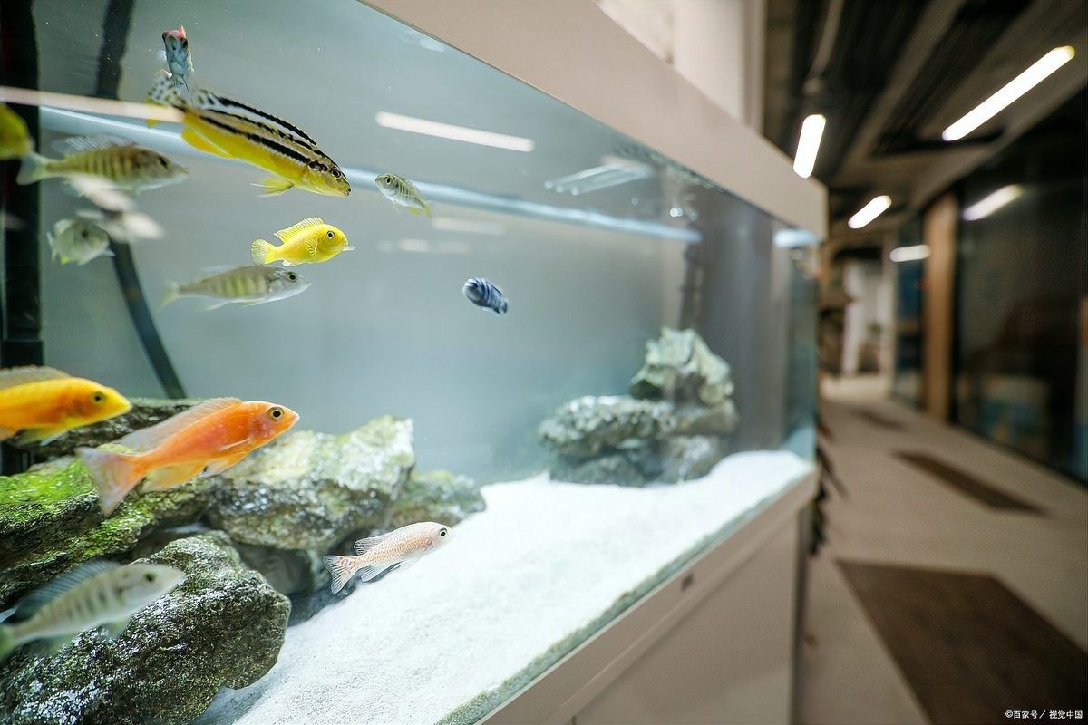 曼龍魚混養需要定期換水嗎？（曼龍魚混養是否需要定期換水）