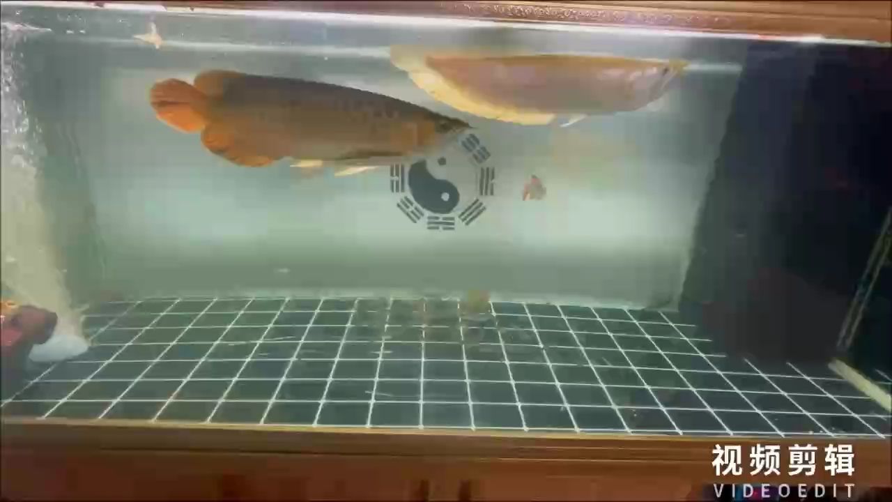 每天打卡（kiotto桐：每天打卡的意義與影響，在現代生活節(jié)奏加快的背景下）